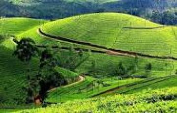 Experience 4 Days 3 Nights Munnar, Alleppey and Cochin Holiday Package