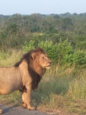 Beautiful 3 Days Johannesburg To Entabeni Game Reserve, Entabeni Game Reserve with Entabeni Game Reserve To Johannesburg Trip Package