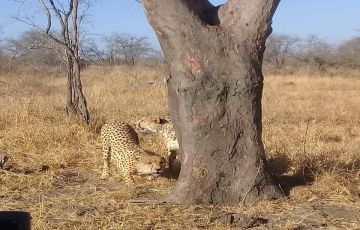 3 Days 2 Nights Johannesburg To Manyeleti Game Reserve Tour Package