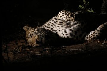 3 Days 2 Nights Johannesburg To Manyeleti Game Reserve Tour Package