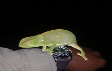 3 Days 2 Nights Johannesburg To Manyeleti Game Reserve Tour Package