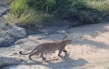 3 Days 2 Nights Johannesburg To Manyeleti Game Reserve Tour Package