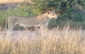 Memorable 4 Days Kruger Np To Johannesburg to Kruger Np  Panorama Route Trip Package