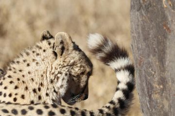 Memorable 4 Days Kruger Np To Johannesburg to Kruger Np  Panorama Route Trip Package