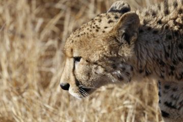 Memorable 4 Days Kruger Np To Johannesburg to Kruger Np  Panorama Route Trip Package