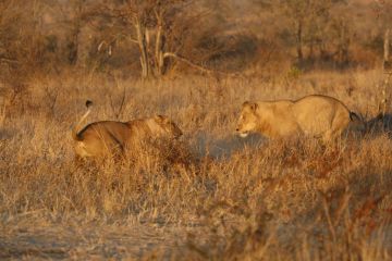 Magical Johannesburg Tour Package from Kruger National Park