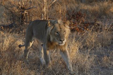 Magical Johannesburg Tour Package from Kruger National Park