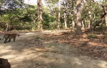 Heart-warming 7 Days 6 Nights Jim Corbett Tour Package