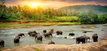 Ecstatic 6 Days 5 Nights Coorg, Wayanad with Mysore Trip Package