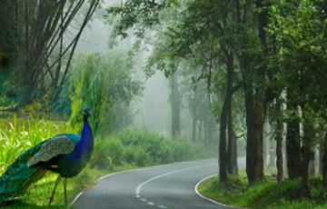 Magical 6 Days 5 Nights Cochin, Munnar and Thekkady Trip Package