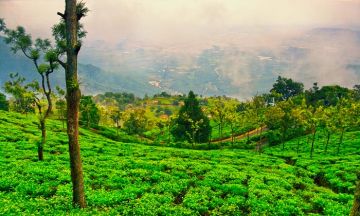 Magical Munnar Tour Package for 4 Days from Cochin