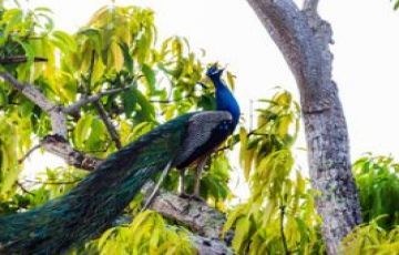 Ecstatic 7 Days Delhi, Ranthambore with Jaipur Trip Package