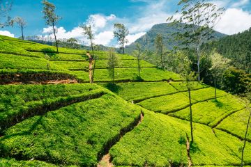 Ecstatic 5 Days 4 Nights Kandy, Ella with Colombo Trip Package
