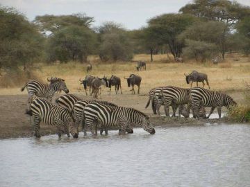 Pleasurable 3 Days Arusha to Lake Manyara Family Holiday Package