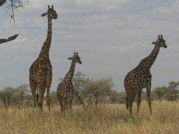 Pleasurable 3 Days Arusha to Lake Manyara Family Holiday Package