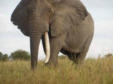 Pleasurable 3 Days Arusha to Lake Manyara Family Holiday Package