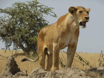 Pleasurable 3 Days Arusha to Lake Manyara Family Holiday Package