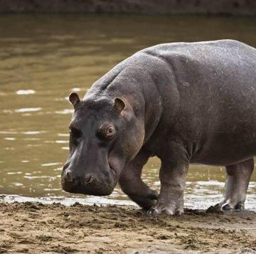 Pleasurable 3 Days Arusha to Lake Manyara Family Holiday Package