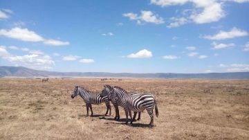 Pleasurable 3 Days Arusha to Lake Manyara Family Holiday Package