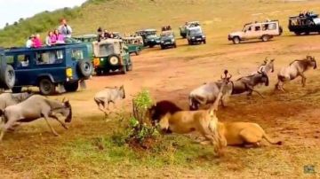 Pleasurable 3 Days Arusha to Lake Manyara Family Holiday Package