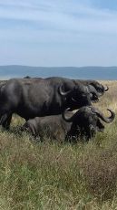 Pleasurable 3 Days Arusha to Lake Manyara Family Holiday Package