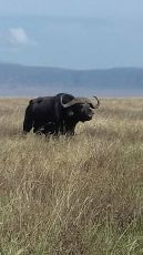 Pleasurable 3 Days Arusha to Lake Manyara Family Holiday Package