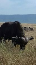 Pleasurable 3 Days Arusha to Lake Manyara Family Holiday Package