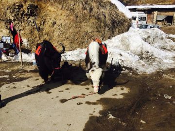 Memorable Kufri Tour Package for 7 Days 6 Nights