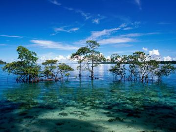 5 Days 4 Nights Port Blair, Havelock Island with Neil Island Trip Package