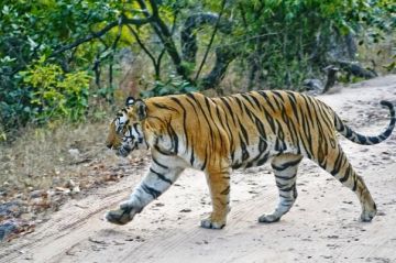 Amazing 5 Days 4 Nights Pipariya Holiday Package