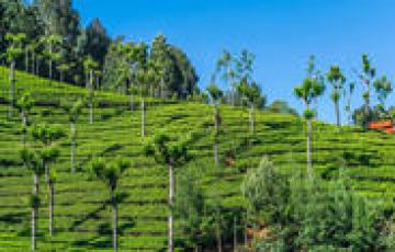 Best 4 Days Ooty and Bangalore Holiday Package