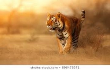 Experience 10 Days 9 Nights Lakenakuru Trip Package