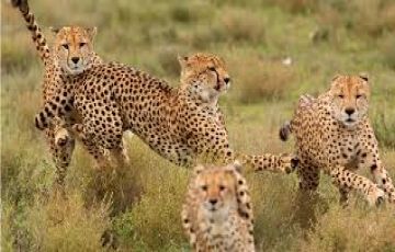 Beautiful 3 Days 2 Nights Masaimara Tour Package