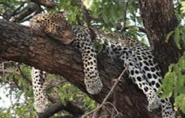 Beautiful 3 Days 2 Nights Masaimara Tour Package