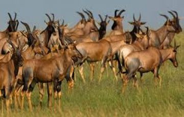 Beautiful 3 Days 2 Nights Masaimara Tour Package