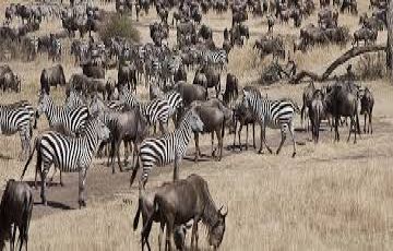 Beautiful 3 Days 2 Nights Masaimara Tour Package