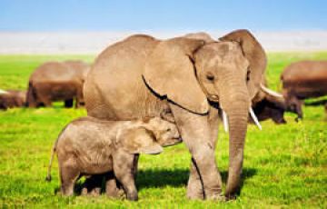 Beautiful 3 Days 2 Nights Masaimara Tour Package