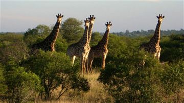 4 Days 3 Nights Johannesburg with Mpumalanga Trip Package