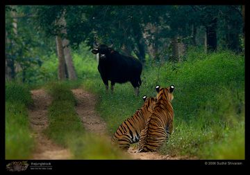 Tadoba National Park  Tour