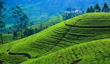 Experience Kandy Tour Package for 6 Days 5 Nights from Colombo