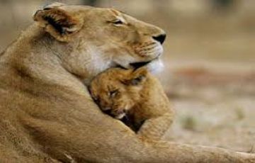 Family Getaway 9 Days Ahmadabad to Ahmedabad Holiday Package