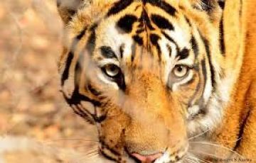 Amazing Ranthambore Tour Package for 2 Days 1 Night