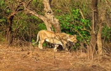 Experience 9 Days Ahmadabad, Jamnagar, Dwarka and Somnath Trip Package