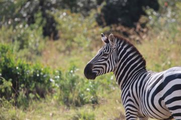 Family Getaway 3 Days Masai Mara and Masai Mara Holiday Package