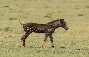 Family Getaway 3 Days Masai Mara and Masai Mara Holiday Package