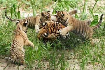 Magical 4 Days Nagpur, Tadoba, Tadoba with Nagpur Trip Package