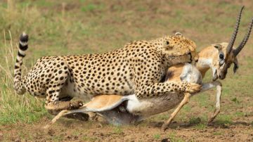 Family Getaway 4 Days 3 Nights Tadoba Vacation Package