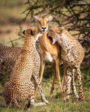 Pleasurable 4 Days 3 Nights Tadoba Tour Package