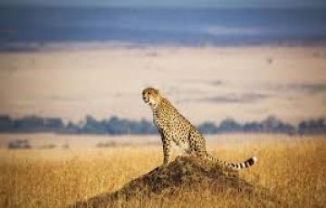 Ecstatic 4 Days 3 Nights Lakenakuru Holiday Package