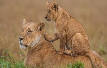 Family Getaway Masaimara Kenya Tour Package for 4 Days 3 Nights from Nairobi Kenya